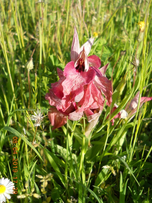 Serapias neglecta variabilit